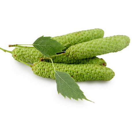 mac-rat-de-bourgeons-de-bouleau-pubescent-bienfaits-et-utilisations
