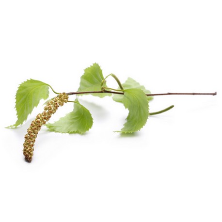 mac-rat-de-bourgeons-de-bouleau-verruqueux-bienfaits-et-utilisations