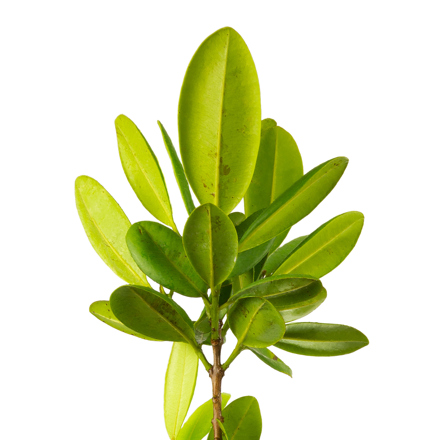 Huile essentielle de Ravensare aromatique : comment l'utiliser ...