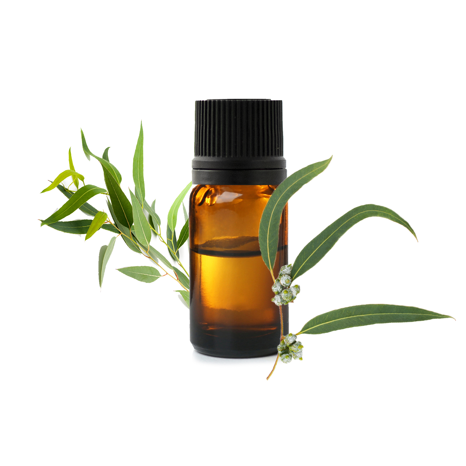 Huile essentielle d'Eucalyptus Radiata : comment l'utiliser correctement ?