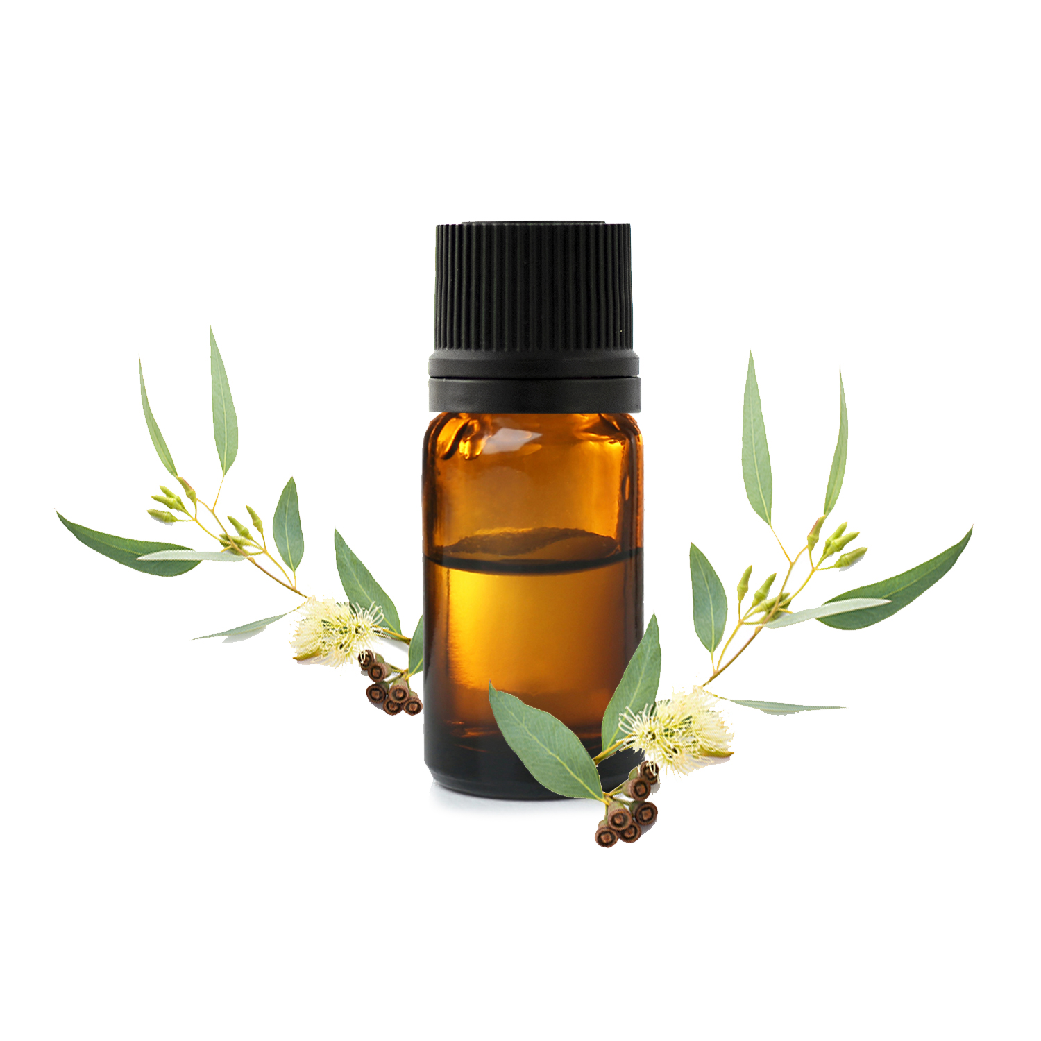 Huile essentielle - Eucalyptus globulus – La Moisson