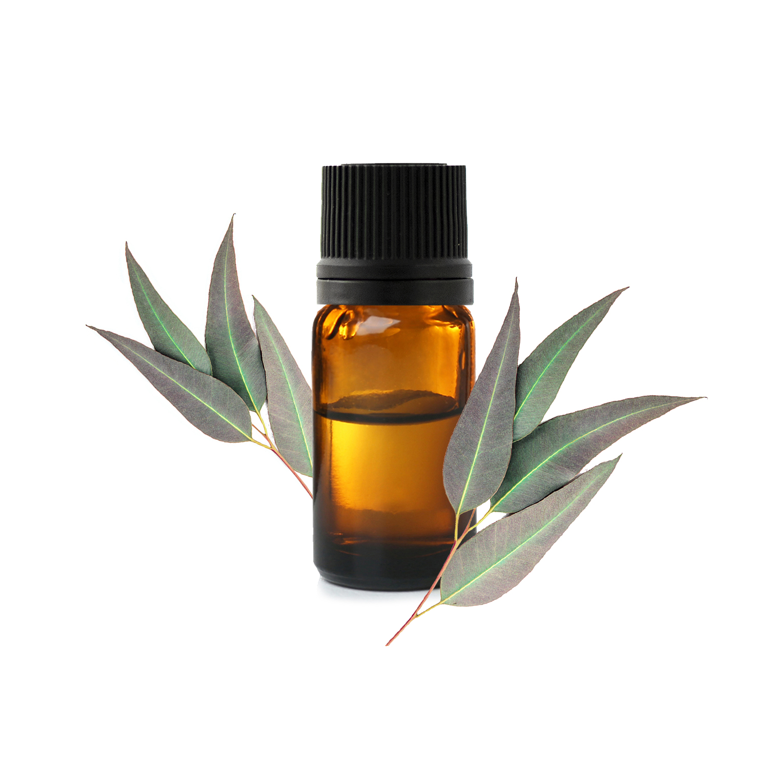 Eucalyptus citronné bio - huile essenti