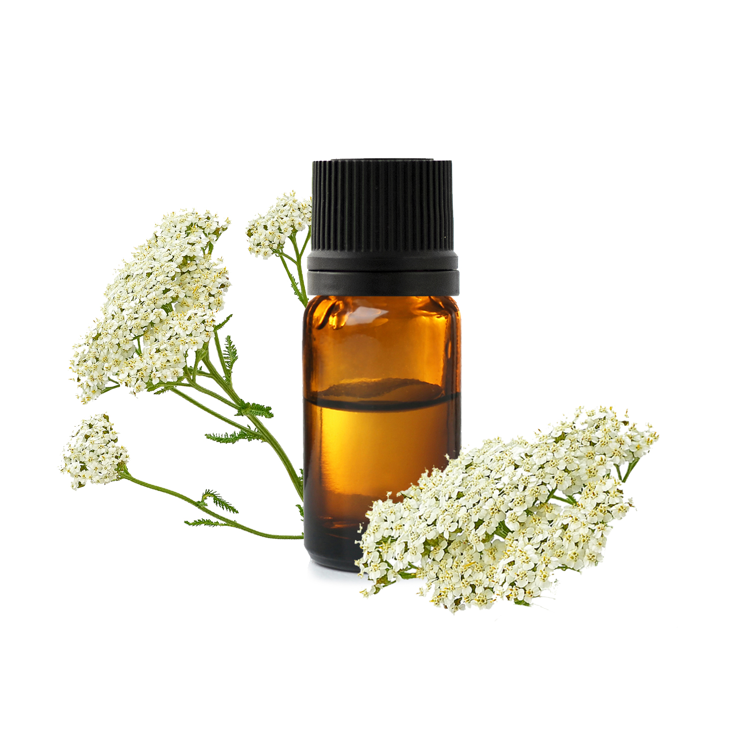 Achillée Millefeuille à chamazulène (Achillea millefolium) BIO - Le  Comptoir D'essences