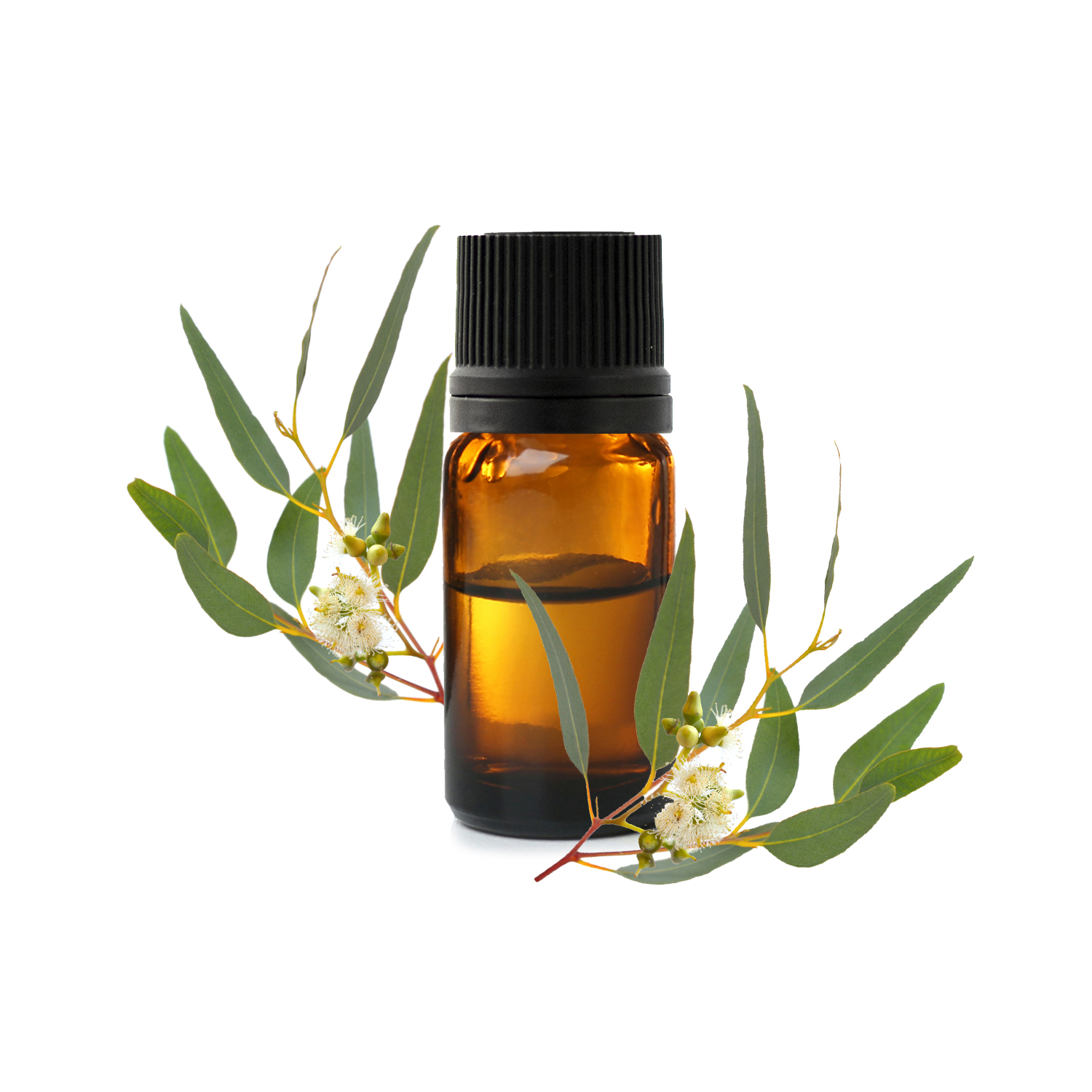 Huile essentielle d'Eucalyptus Radiata : comment l'utiliser correctement ?